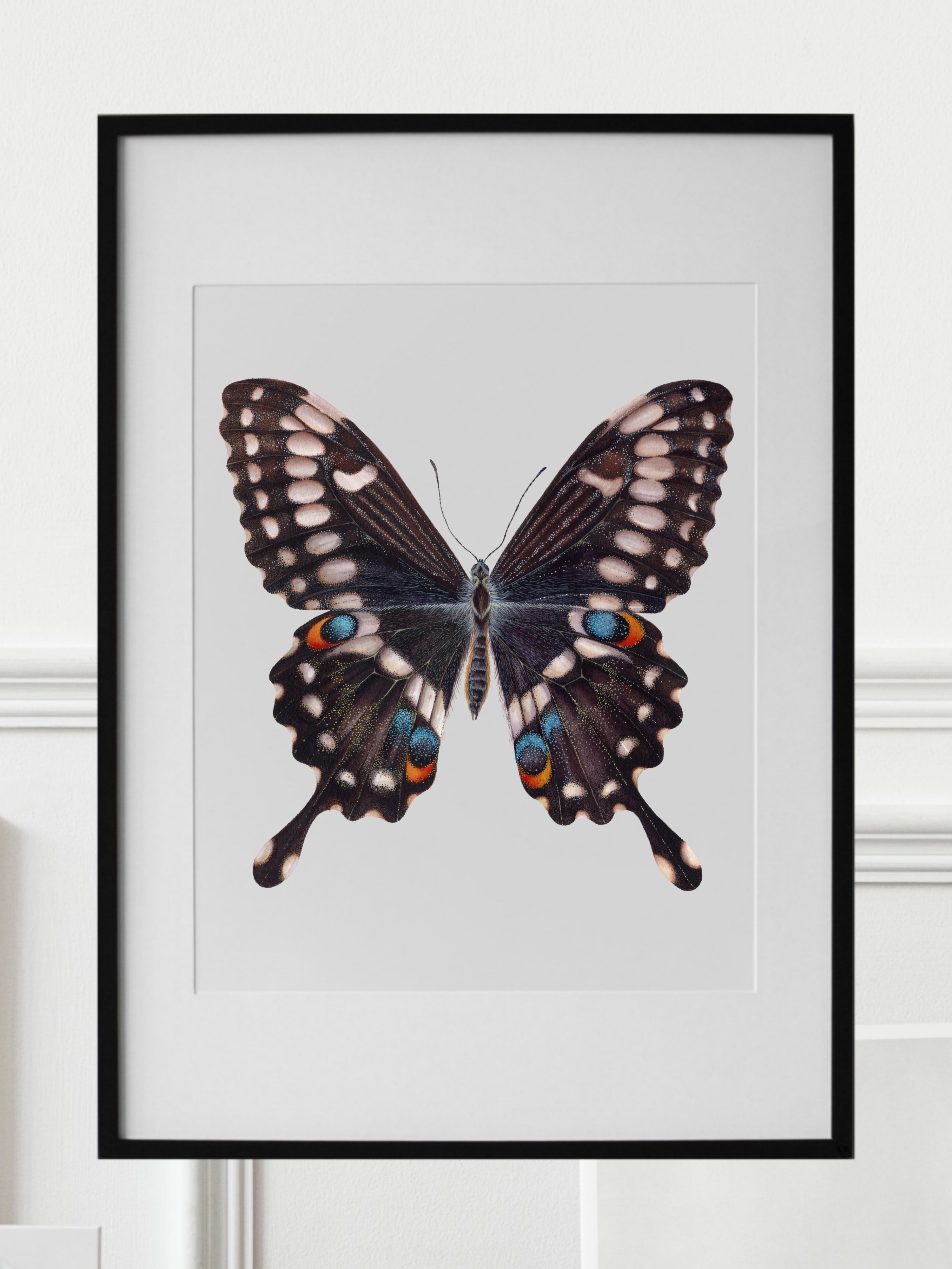 PAPILIO OPHIDICEPHALUS